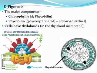 E-Pigments
 The major components:-
 Chlorophyll a &f; Phycobilin)
 Phycobilin [(phycoerythrin (red) + phycocyanin(blue)].
 Cells have thylakoids (in the thylakoid membrane).
Phycobilisomes
 