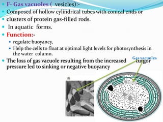  F- Gas vacuoles ( vesicles):-
 Composed of hollow cylindrical tubes with conical ends or
 clusters of protein gas-filled rods.
 In aquatic forms.
 Function:-
 regulate buoyancy,
 Help the cells to float at optimal light levels for photosynthesis in
the water column.
 The loss of gas vacuole resulting from the increased turgor
pressure led to sinking or negative buoyancy
Gas vacuoles
 