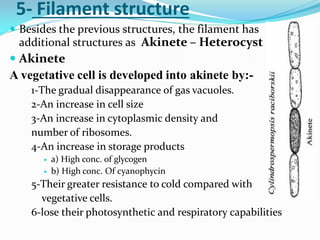structure
Filament
-
5
 Besides the previous structures, the filament has
additional structures as Akinete – Heterocyst
 Akinete
A vegetative cell is developed into akinete by:-
1-The gradual disappearance of gas vacuoles.
2-An increase in cell size
3-An increase in cytoplasmic density and
number of ribosomes.
4-An increase in storage products
 a) High conc. of glycogen
 b) High conc. Of cyanophycin
5-Their greater resistance to cold compared with
vegetative cells.
6-lose their photosynthetic and respiratory capabilities
 