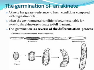 The germination of an akinete
o Akinete has greater resistance to harsh conditions compared
with vegetative cells.
o when the environmental conditions became suitable for
growth, the akinete germinate to full filament.
o The germination is a reverse of the differentiation process
 