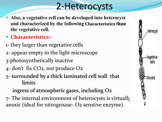 2-Heterocysts
 Also, a vegetative cell can be developed into heterocyst
and characterized by the following Characteristics than
the vegetative cell.
 Characteristics:-
1- they larger than vegetative cells
2- appear empty in the light microscope
3-photosynthetically inactive
4- don’t fix CO2, nor produce O2
5- surrounded by a thick laminated cell wall that
limits
ingress of atmospheric gases, including O2
7- The internal environment of heterocysts is virtually
anoxic (ideal for nitrogenase- O2 senstive enzyme).
 