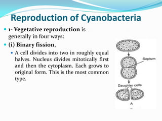 Reproduction of Cyanobacteria
 1- Vegetative reproduction is
generally in four ways:
 (i) Binary fission,
 A cell divides into two in roughly equal
halves. Nucleus divides mitotically first
and then the cytoplasm. Each grows to
original form. This is the most common
type.
 