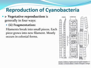 Reproduction of Cyanobacteria
 1- Vegetative reproduction is
generally in four ways:
 (ii) Fragmentation:
Filaments break into small pieces. Each
piece grows into new filament. Mostly
occurs in colonial forms.
 
