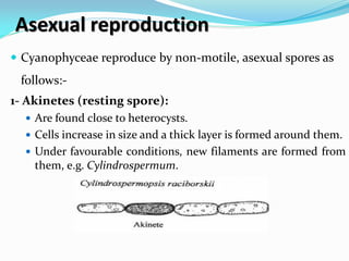 Asexual reproduction
 Cyanophyceae reproduce by non-motile, asexual spores as
follows:-
1- Akinetes (resting spore):
 Are found close to heterocysts.
 Cells increase in size and a thick layer is formed around them.
 Under favourable conditions, new filaments are formed from
them, e.g. Cylindrospermum.
 