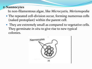 2-Nannocytes
In non-filamentous algae, like Microcystis, Merismopedia
 The repeated cell-division occur, forming numerous cells
(naked protoplast) within the parent cell.
 They are extremely small as compared to vegetative cells.
They germinate in situ to give rise to new typical
colonies.
 