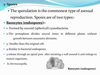 3- Spores
 The sporulation is the commonest type of asexual
reproduction. Spores are of two types:-
 Baeocytes (endospores):-
 1- Formed by coccoid (spherical) cyanobacteria.
 2-The protoplasm divides several times in different planes without
growth between successive divisions.
 3- Smaller than the original cell.
 4-Similar to bacterial endospores.
 5-release through an apical pore after secreting a wall around it and enlarge to
mature organisms,
 In Dermocarpella,
Baeocytes (endospores)
 