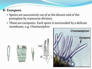 B- Exospore
 Spores are successively cut of at the distant end of the
protoplast by transverse division.
 These are exospores. Each spore is surrounded by a delicate
membrane, e.g. Chamaesiphon
 