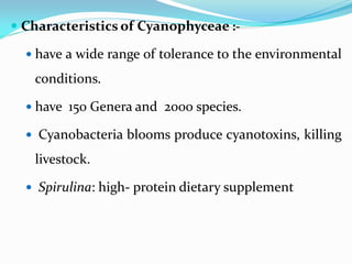  Characteristics of Cyanophyceae :-
 have a wide range of tolerance to the environmental
conditions.
 have 150 Genera and 2000 species.
 Cyanobacteria blooms produce cyanotoxins, killing
livestock.
 Spirulina: high- protein dietary supplement
 