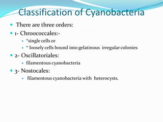 Classification of Cyanobacteria
 There are three orders:
 1- Chroococcales:-
 *single cells or
 * loosely cells bound into gelatinous irregularcolonies
 2- Oscillatoriales:
 filamentous cyanobacteria
 3- Nostocales:
 filamentous cyanobacteria with heterocysts.
 