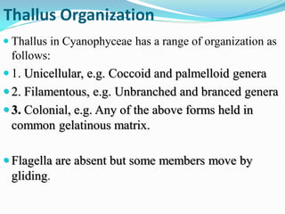 Thallus Organization
 Thallus in Cyanophyceae has a range of organization as
follows:
 1. Unicellular, e.g. Coccoid and palmelloid genera
 2. Filamentous, e.g. Unbranched and branced genera
 3. Colonial, e.g. Any of the above forms held in
common gelatinous matrix.
 Flagella are absent but some members move by
gliding.
 