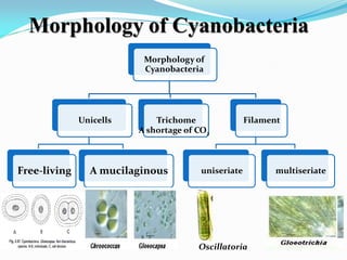 Morphology of Cyanobacteria
Morphology of
Cyanobacteria
Unicells
Free-living A mucilaginous
Trichome Filament
uniseriate multiseriate
A shortage of CO2
Oscillatoria
 