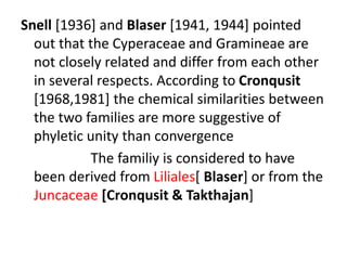 Snell [1936] and Blaser [1941, 1944] pointed
out that the Cyperaceae and Gramineae are
not closely related and differ from each other
in several respects. According to Cronqusit
[1968,1981] the chemical similarities between
the two families are more suggestive of
phyletic unity than convergence
The familiy is considered to have
been derived from Liliales[ Blaser] or from the
Juncaceae [Cronqusit & Takthajan]
 