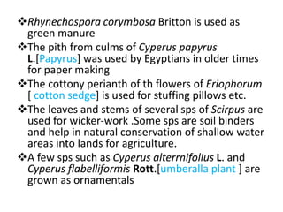 Rhynechospora corymbosa Britton is used as
green manure
The pith from culms of Cyperus papyrus
L.[Papyrus] was used by Egyptians in older times
for paper making
The cottony perianth of th flowers of Eriophorum
[ cotton sedge] is used for stuffing pillows etc.
The leaves and stems of several sps of Scirpus are
used for wicker-work .Some sps are soil binders
and help in natural conservation of shallow water
areas into lands for agriculture.
A few sps such as Cyperus alterrnifolius L. and
Cyperus flabelliformis Rott.[umberalla plant ] are
grown as ornamentals
 