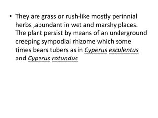 • They are grass or rush-like mostly perinnial
herbs ,abundant in wet and marshy places.
The plant persist by means of an underground
creeping sympodial rhizome which some
times bears tubers as in Cyperus esculentus
and Cyperus rotundus
 