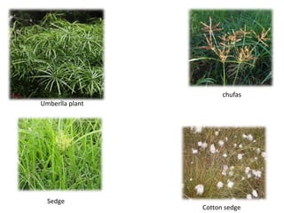 Umberlla plant
Cotton sedge
chufas
Sedge
 