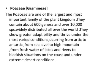 • Poaceae [Gramineae]
The Poaceae are one of the largest and most
important family of the plant kingdom .They
contain about 600 genera and over 10,000
sps,widely distributed all over the world .They
show greater adaptibility and thrive under the
most varied conditions,ocurring from artic to
antartic ,from sea level to high mountain
,from fresh water of lakes and rivers to
blackish situations on the coast and under
extreme desert conditions.
 