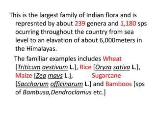 This is the largest family of Indian flora and is
represnted by about 239 genera and 1,180 sps
ocurring throughout the country from sea
level to an elavation of about 6,000meters in
the Himalayas.
The familiar examples includes Wheat
[Triticum aestivum L.], Rice [Oryza sativa L.],
Maize [Zea mays L.], Sugarcane
[Saccharum officinarum L.] and Bamboos [sps
of Bambusa,Dendroclamus etc.]
 