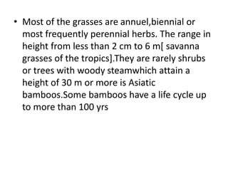 • Most of the grasses are annuel,biennial or
most frequently perennial herbs. The range in
height from less than 2 cm to 6 m[ savanna
grasses of the tropics].They are rarely shrubs
or trees with woody steamwhich attain a
height of 30 m or more is Asiatic
bamboos.Some bamboos have a life cycle up
to more than 100 yrs
 