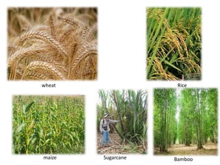 wheat Rice
maize Sugarcane Bamboo
 