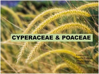 CYPERACEAE & POACEAE
Presented by
Swetha S Menon
2nd MSc Botany
 