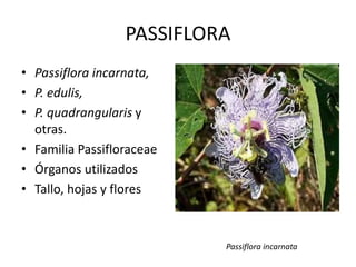 P. Quadrangularis Flavonoides | PPTX