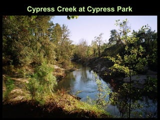 Cypress Creek at Cypress Park
 