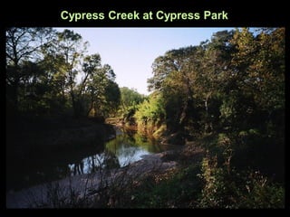 Cypress Creek at Cypress Park
 