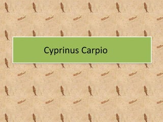 Cyprinus Carpio
 
