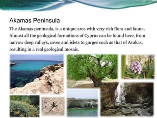 Akamas Peninsula
The Akamas peninsula, is a unique area with very rich flora and fauna.
Almost all the geological formations of Cyprus can be found here, from
narrow deep valleys, caves and islets to gorges such as that of Avakas,
resulting in a real geological mosaic.
 