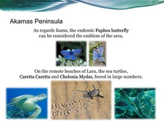 Akamas Peninsula
        As regards fauna, the endemic Paphos butterfly
          can be considered the emblem of the area.




         On the remote beaches of Lara, the sea turtles,
  Caretta Caretta and Chelonia Mydas, breed in large numbers.
 