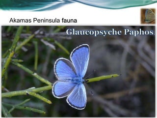 Akamas Peninsula fauna
 