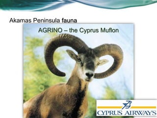 Akamas Peninsula fauna
         AGRINO – the Cyprus Muflon
 