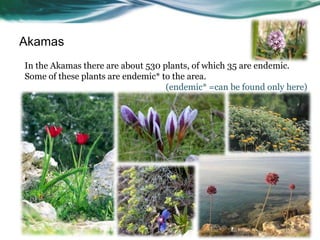 Akamas
In the Akamas there are about 530 plants, of which 35 are endemic.
Some of these plants are endemic* to the area.
                                   (endemic* =can be found only here)
 