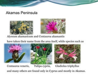 Akamas Peninsula




Alyssum akamasicum and Centaurea akamantis
have taken their name from the area itself, while species such as




Centaurea veneris,    Tulipa cypria,    Gladiolus triphyllus
and many others are found only in Cyprus and mostly in Akamas.
 