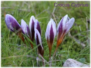 Crocus Cyprius
 