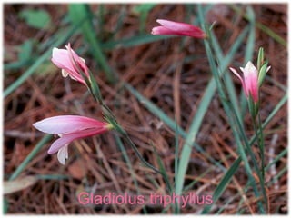 Gladiolus triphyllus
 