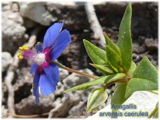 Anagallis
arvensis caerulea
 