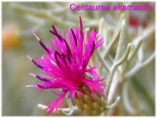 Centaurea akamantis
 