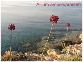 Allium ampeloprasum
 