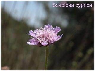 Scabiosa cyprica
 