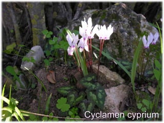 Cyclamen cyprium
 
