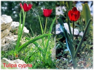 Tulipa cypria
 