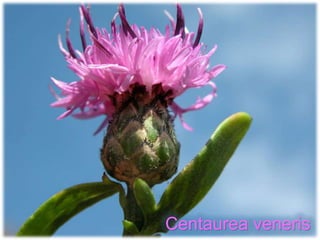 Centaurea veneris
 