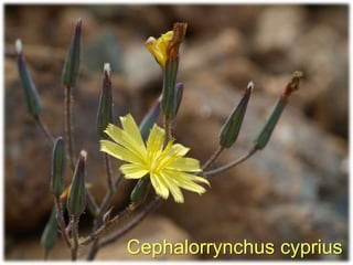 Cephalorrynchus cyprius
 