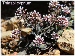 Thlaspi cyprium
 