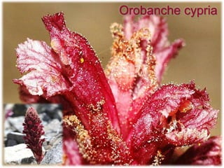 Orobanche cypria
 