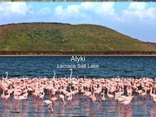 Alyki
Larnaca Salt Lake
 