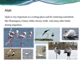 Alyki

Alyki is very important as a resting-place and for wintering waterbirds
like Flamingoes, Cranes, Stilts, Swans, Gulls and many other birds
during migration.
 