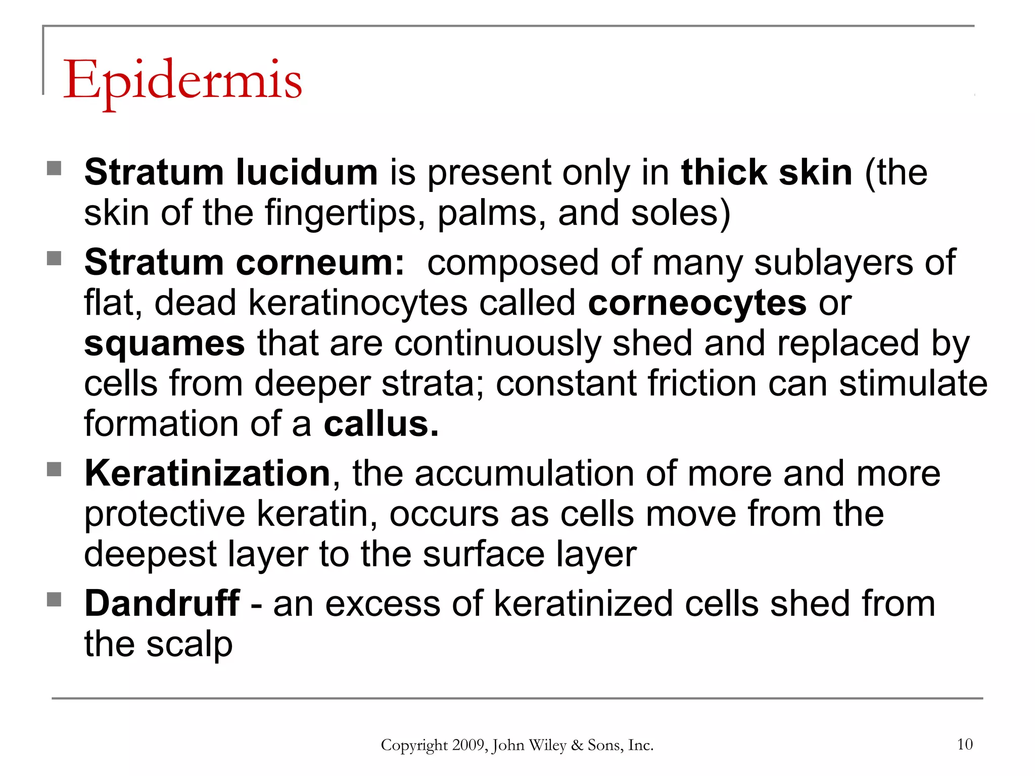Copyright 2009, John Wiley & Sons, Inc. 10
Epidermis
 Stratum lucidum is present only in thick skin (the
skin of the fingertips, palms, and soles)
 Stratum corneum: composed of many sublayers of
flat, dead keratinocytes called corneocytes or
squames that are continuously shed and replaced by
cells from deeper strata; constant friction can stimulate
formation of a callus.
 Keratinization, the accumulation of more and more
protective keratin, occurs as cells move from the
deepest layer to the surface layer
 Dandruff - an excess of keratinized cells shed from
the scalp
 