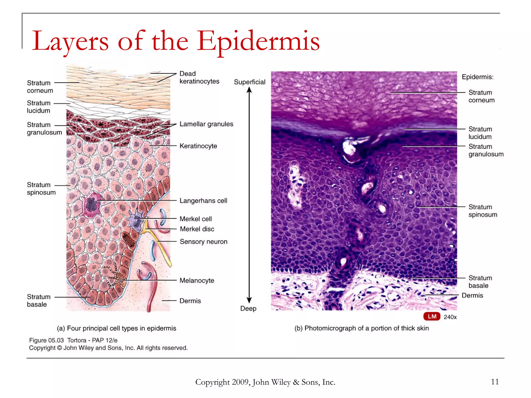 Copyright 2009, John Wiley & Sons, Inc. 11
Layers of the Epidermis
 